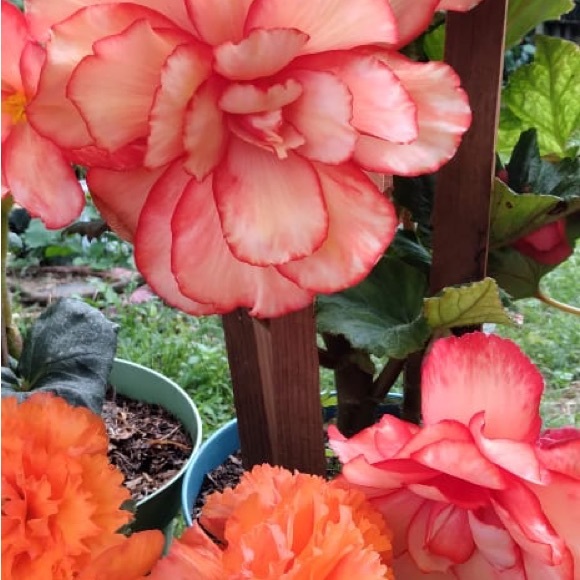 Meet your Posher, Karina - Picture 1 of 1